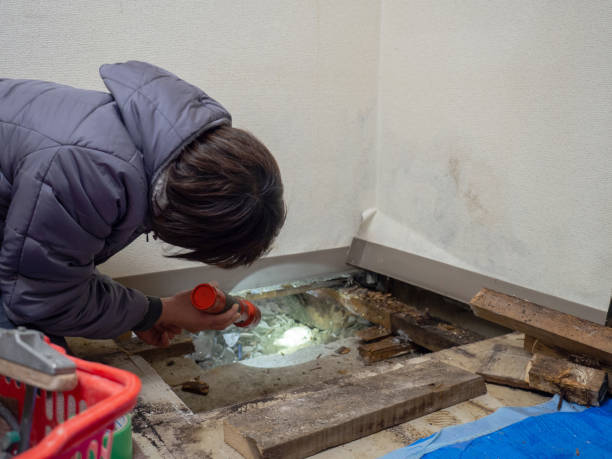 Best Mold Odor Removal Services  in Scottdale, GA