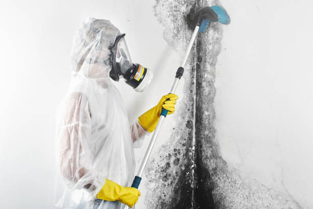 Forensic Mold Investigation in Scottdale, GA