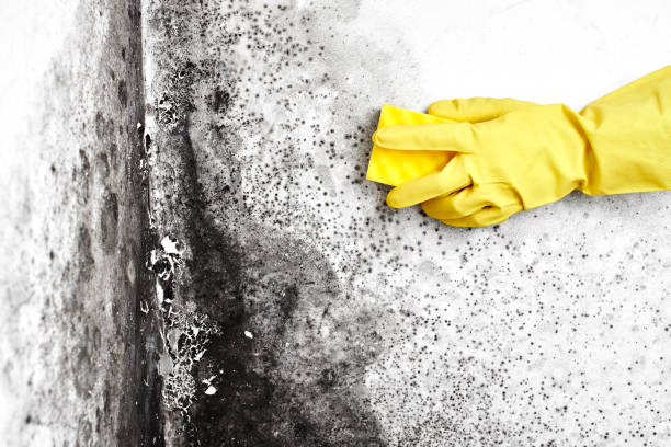 Best Mold Damage Restoration  in Scottdale, GA
